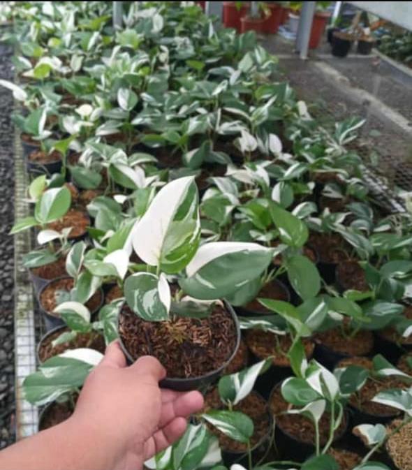 Scindapsus treubii  Moonlight   Albo  variegated *Preorder* (5562P:3) Supply