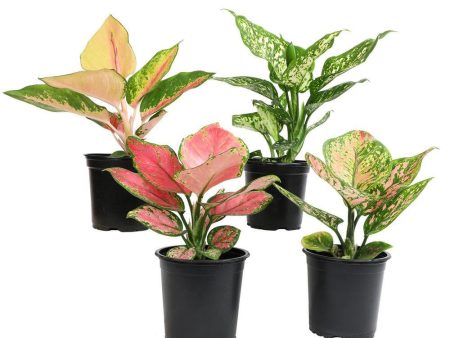 Aglaonema  Hybrid Assorted Variety  Online