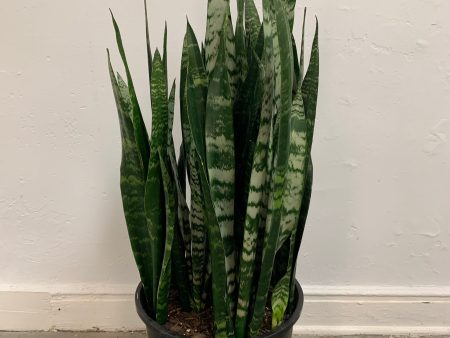 Sansevieria  Black Coral  For Cheap