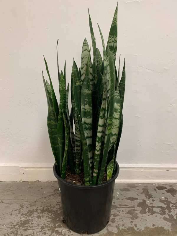 Sansevieria  Black Coral  For Cheap