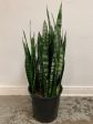 Sansevieria  Black Coral  For Cheap