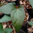 Anthurium papillilaminum  Red Stem  *Preorder* (5643P:G) Online