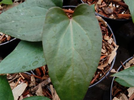 Anthurium papillilaminum  Red Stem  *Preorder* (5643P:G) Online