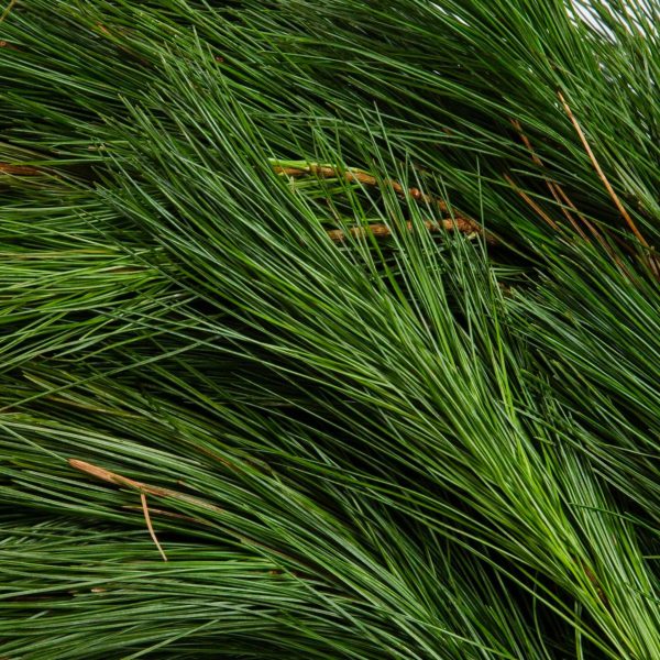 15 Ft. White Pine Garland Online now