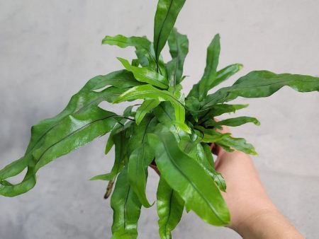 Microsorum diversifolium  Kangaroo Fern  Sale