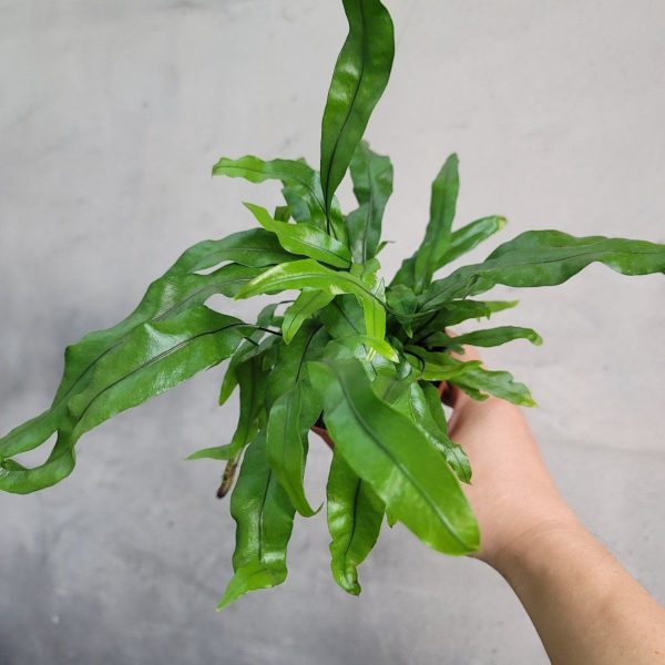 Microsorum diversifolium  Kangaroo Fern  Sale