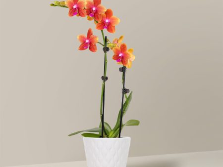 Petite Sunset Orchid For Discount