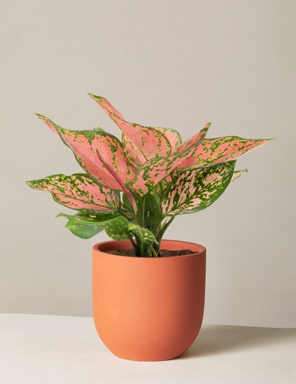 Aglaonema Wishes For Cheap