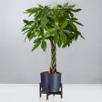 Pachira Aquatica ‘Money Tree’ Online Hot Sale