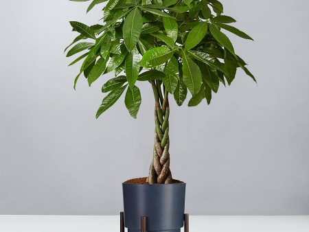 Pachira Aquatica ‘Money Tree’ Online Hot Sale