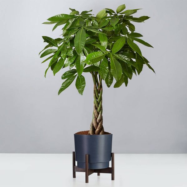 Pachira Aquatica ‘Money Tree’ Online Hot Sale