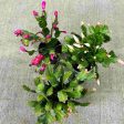 Zygocactus  Holiday Cactus  Online Sale