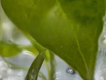 Alocasia scalprum variegated TC Plantlet *Preorder* (6283P:3) Online