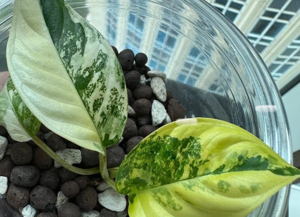 Xanthosoma lindenii variegated TC Plantlet *Preorder* (5618P:2) For Discount