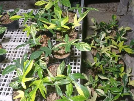 Philodendron  Florida Beauty  variegated Grower s Choice *Now In Stock* (5498P:G) Discount