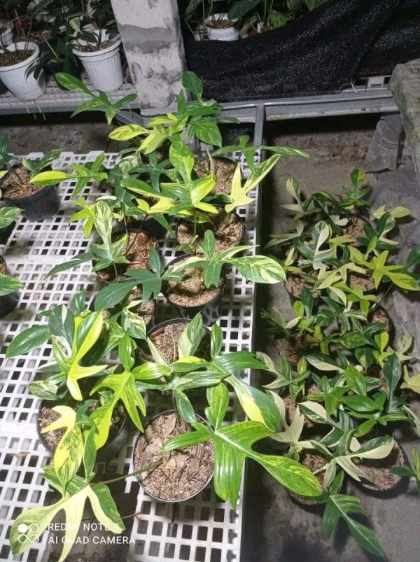 Philodendron  Florida Beauty  variegated Grower s Choice *Now In Stock* (5498P:G) Discount