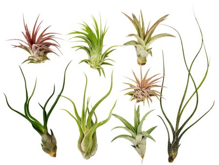 Air Plants - Assorted on Sale