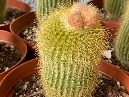 Parodia Leninghausii ‘Yellow Tower Cactus’ For Sale