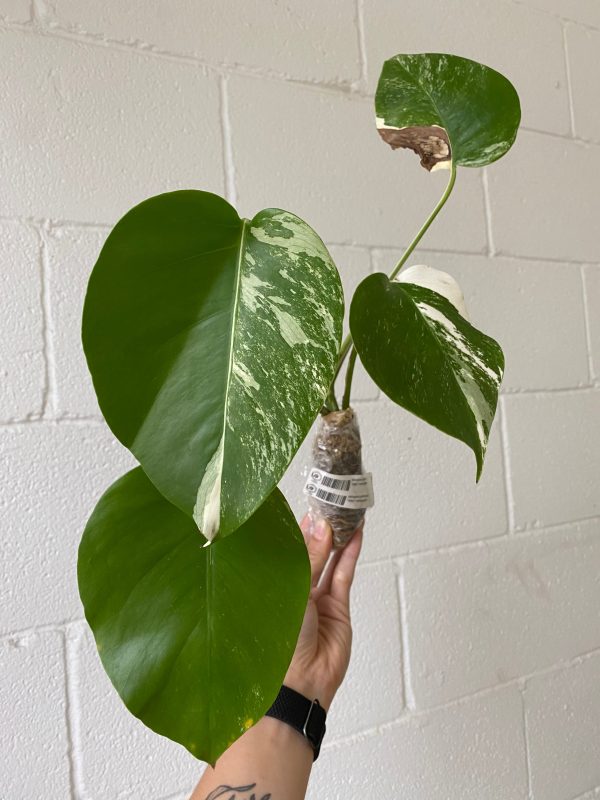 Monstera deliciosa  Albo  variegated SM-MD 2-3 leaves Grower s Choice *Now In Stock* (5382P:G) For Discount