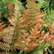 Dryopteris erythrosora  Autumn Fern  Discount