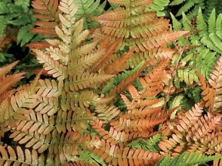 Dryopteris erythrosora  Autumn Fern  Discount