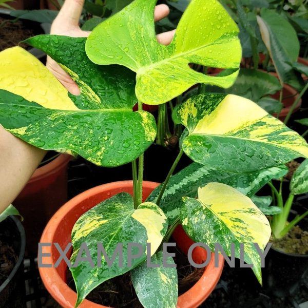 Monstera deliciosa  Yellow Marilyn  variegated TC Plantlet (2:S67) [1912] | Exact Plant Cheap