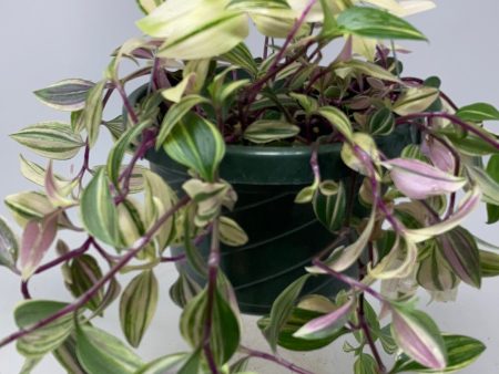 Tradescantia Fluminensis ‘Quadr Wandering Dude’ For Sale