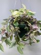 Tradescantia Fluminensis ‘Quadr Wandering Dude’ For Sale