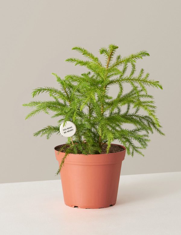 Norfolk Island Pine For Cheap