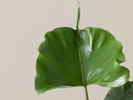 Alocasia  Stingray  Online