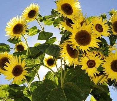 Sunflower, Giant Primrose Seeds Online