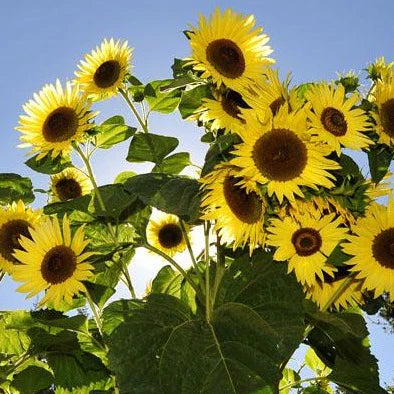 Sunflower, Giant Primrose Seeds Online