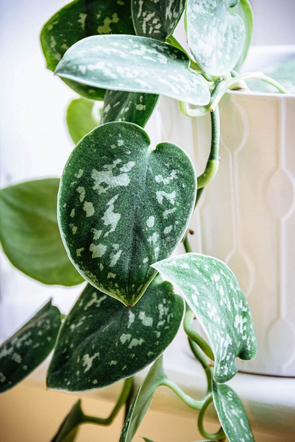 Scindapsus ‘Satin Pothos’ Online Sale