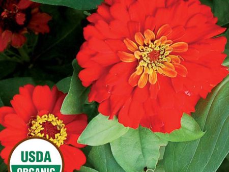 Flower, Gift Zinnia Organic Seeds For Cheap