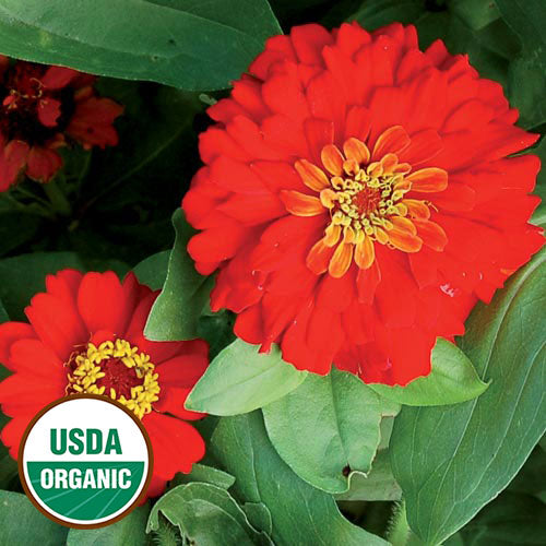 Flower, Gift Zinnia Organic Seeds For Cheap