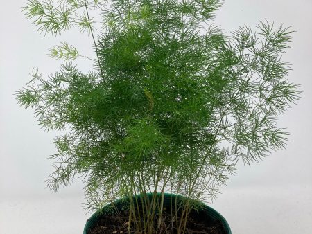 Asparagus Retrofractus  Ming Asparagus Fern  Online Hot Sale