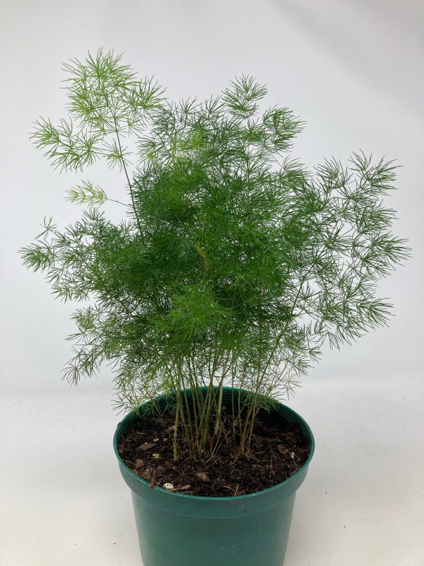 Asparagus Retrofractus  Ming Asparagus Fern  Online Hot Sale