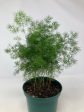 Asparagus Retrofractus  Ming Asparagus Fern  Online Hot Sale