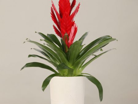 Bromeliad Vriesea Intenso Red Online