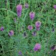 Flower, Purple Prairie Clover Seeds Cheap