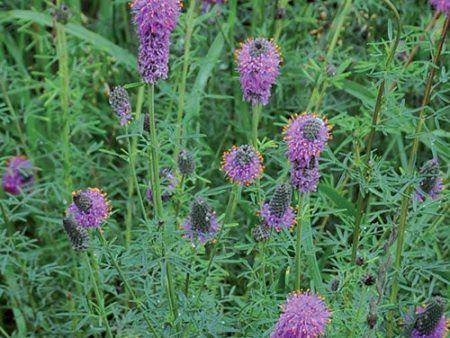 Flower, Purple Prairie Clover Seeds Cheap