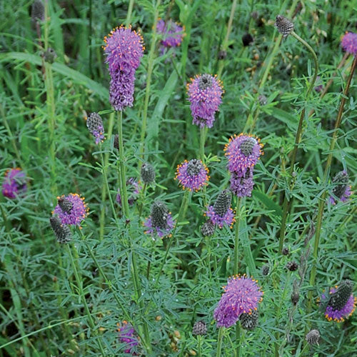 Flower, Purple Prairie Clover Seeds Cheap