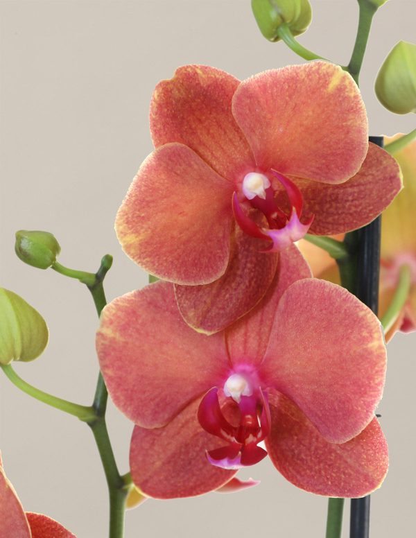 Sunrise Orchid Discount