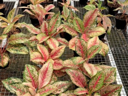 Aglaonema  20 Karat  *Preorder* (6623P:3) Hot on Sale