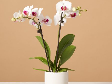 Petite White Orchid Supply