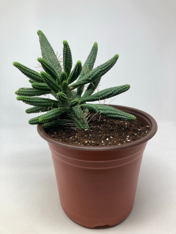 Euphorbia Spiralis  Spiral Spurge  Online Sale