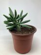 Euphorbia Spiralis  Spiral Spurge  Online Sale