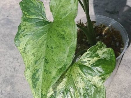 Syngonium podophyllum  Mojito  variegated 2.5  Grower s Choice *Now In Stock* (2844P:G) Online now