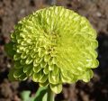 Flower, Envy Zinnia Seeds Supply