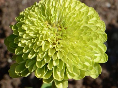 Flower, Envy Zinnia Seeds Supply